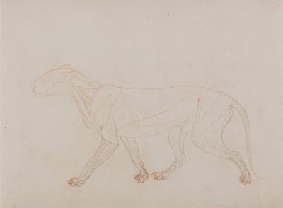 Vergleichende anatomische Darstellung der Struktur des menschlichen Körpers mit der eines Tigers und einer Kuh von George Stubbs